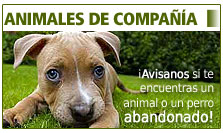 Animales de Compañía - Avísanos si te encuentras un animal o un perro abandonado