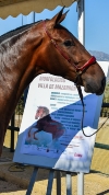 El caballo volverá a ser protagonista del 13 al 16 de julio en el III Concurso Morfológico 'Villa de Mazarrón'