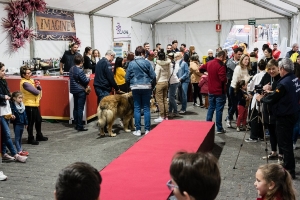 04_03_2020 CARNAVAL MASCOTAS (3)