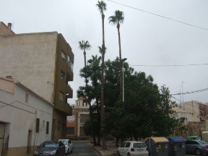 PODA PALMERAS 2012 (13)