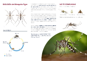 triptico_mosquito_mazarron_b-2 triptico_mosquito_mazarron_b-2
