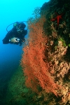 EL OPEN INTERNACIONAL DE FOTOGRAFÍA SUBMARINA FINALIZA CON BELLAS INSTANTÁNEAS DE LOS FONDOS MARINOS DE LA BAHÍA DE MAZARRÓN